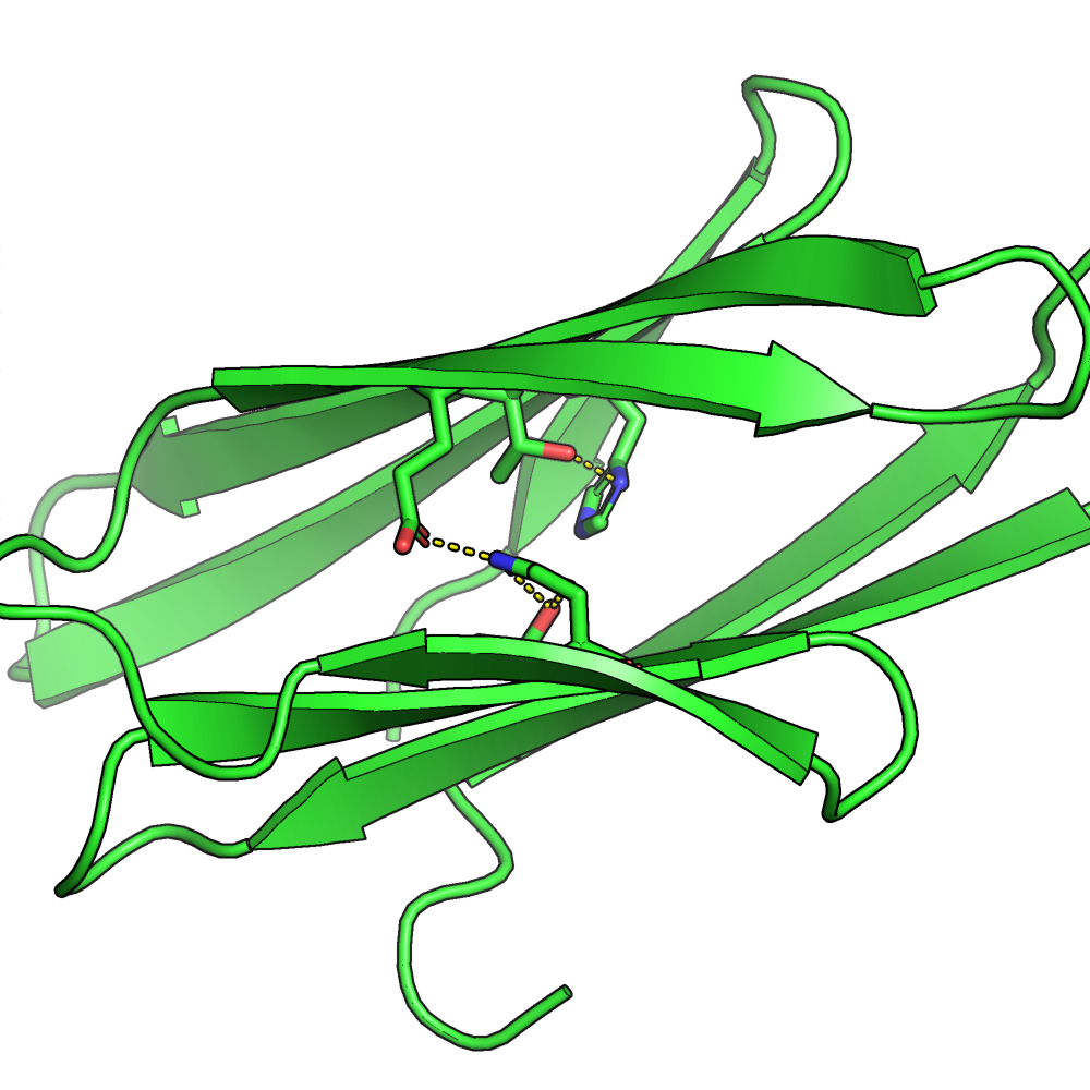An all-beta protein with hydrogen bonds between core side-chains.
